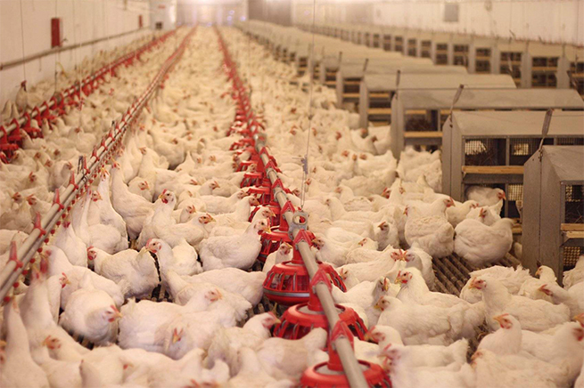 Automated material feeding